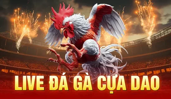 Live đá gà cựa dao
